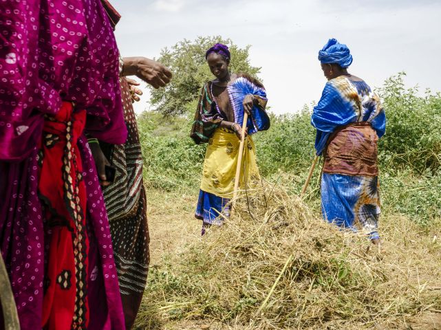 Community garden in Kaedi, Mauritania,2022. The project is a food security and women's empowerment project, through support for agricultural cooperatives and community gardens etc with agroecological approaches.